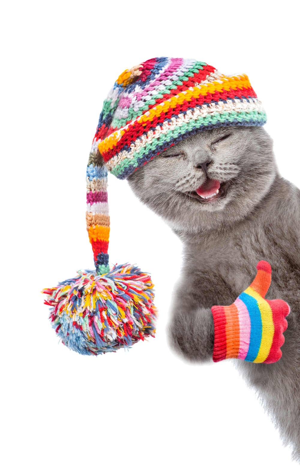 sharepaws_cat